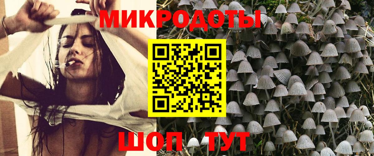 Псилоцибиновые грибы Psilocybe Сургут